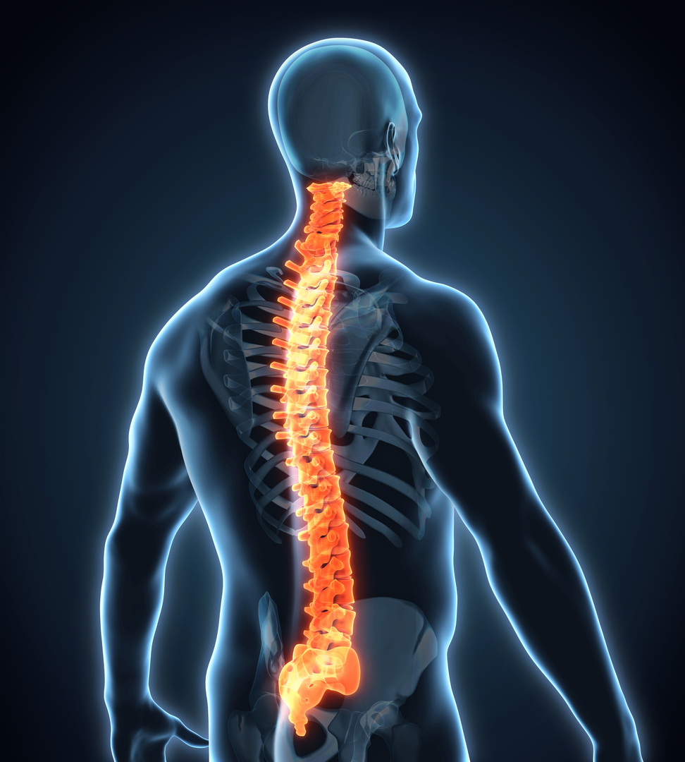 Getting to Know Your Spine