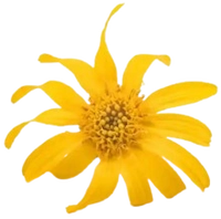 Arnica Montana Flower Extract