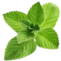 menthol