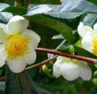Camellia Sinensis
