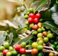 Chlorogenic Acid