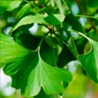 Gingko Biloba