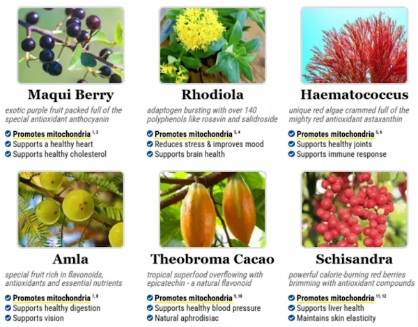 Mitolyn Ingredients